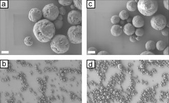 Magnetic Silk Microparticles for Targeted Drug Delivery